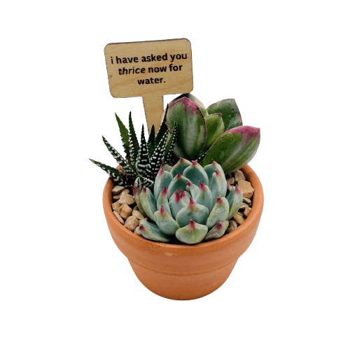 Succulent Plant